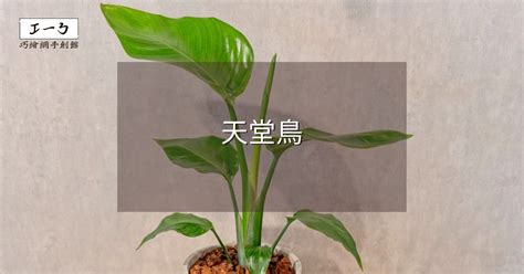 天堂鳥 植栽|天堂鳥植物完全栽培指南 從選擇到養護 